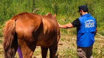 Imagen de Un operativo permitió rescatar una yegua y un caballo en grave estado de abandono en Neuquén