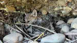 Video | Rescate en el río: salvaron a un zorrito de dos meses que estaba atrapado bajo un puente en Junín de los Andes