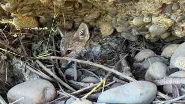 Video | Rescate en el río: salvaron a un zorrito de dos meses que estaba atrapado bajo un puente en Junín de los Andes