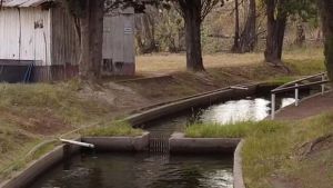 Propuesta de verano: un paseo gratis por la Piscicultura de Plottier, para disfrutar y aprender