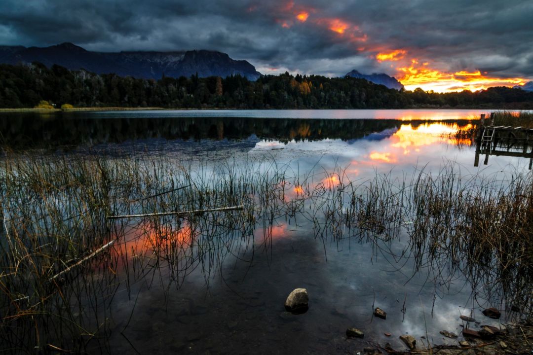 Una medusa de agua dulce logró adaptarse al frío y se estableció en lagos de la Patagonia norte