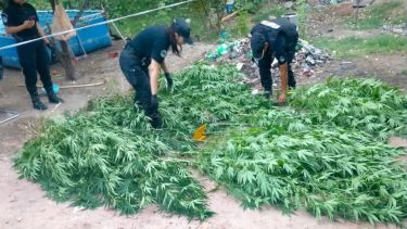 Allanamiento en Neuquén: secuestraron armas blancas y más de 25 plantas de marihuana