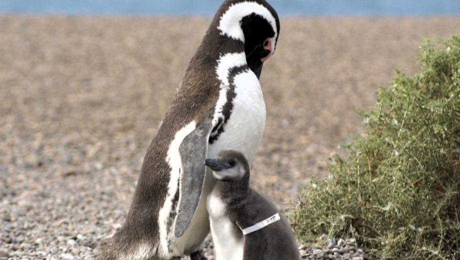 Conicet cubrirá vía streaming la temporada de apareamiento de los Pinguinos de Magallanes (Foto: Conicet)