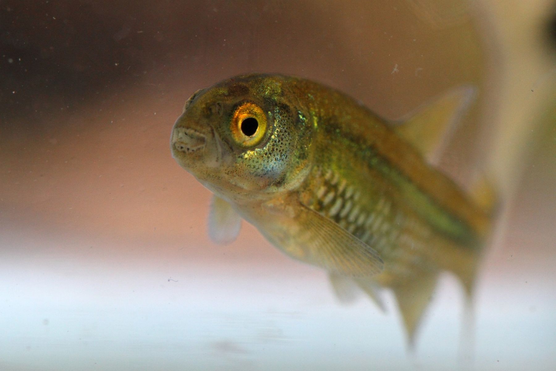 El legado del científico que dedicó su vida a los peces de la Patagonia