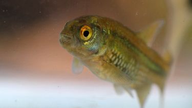 El legado del científico que dedicó su vida a los peces de la Patagonia