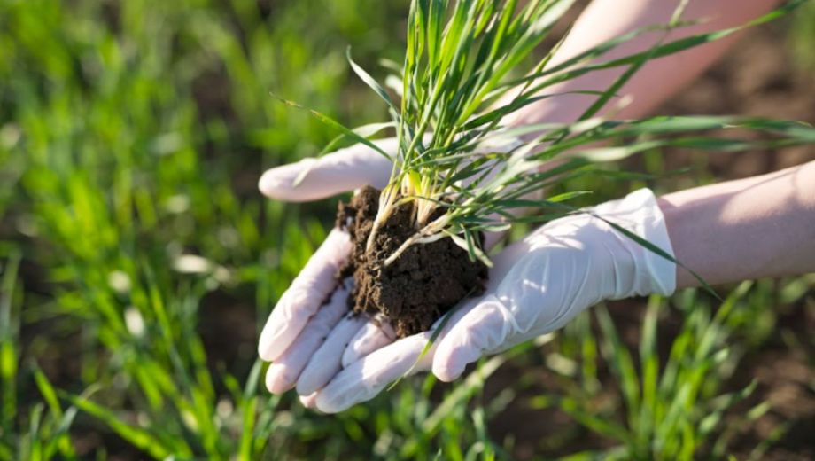 La colaboración entre productores, comunidades y expertos puede fortalecer la
producción/Crédito Freepik