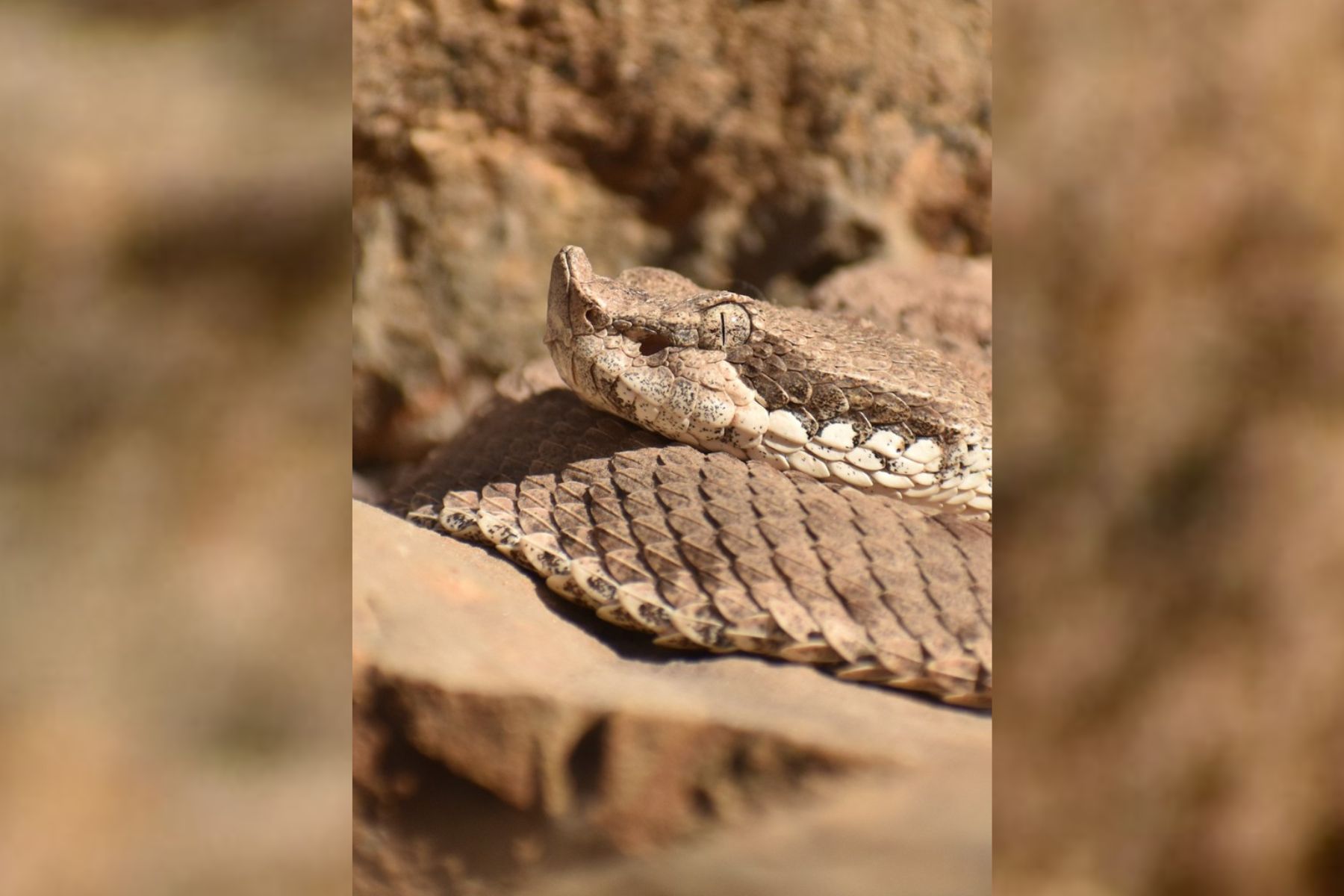 Revelan pistas sobre el veneno de la yarará ñata, la serpiente más austral del mundo