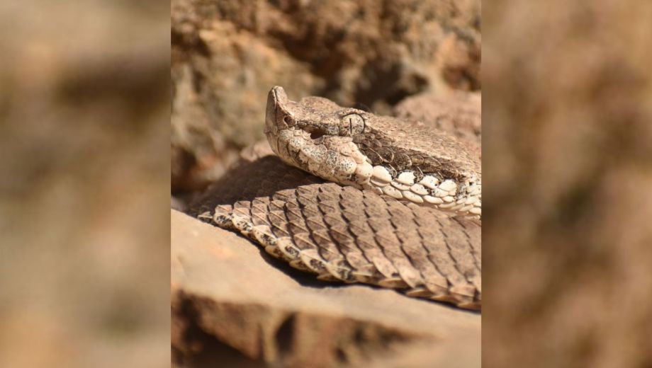 La yarará ñata es la serpiente venenosa más austral del mundo y solo vive en Argentina. Crédito: D. Gamine/ArgentiNat