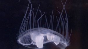 De China a Patagonia norte: una medusa de agua dulce se adaptó a los fríos lagos de Bariloche