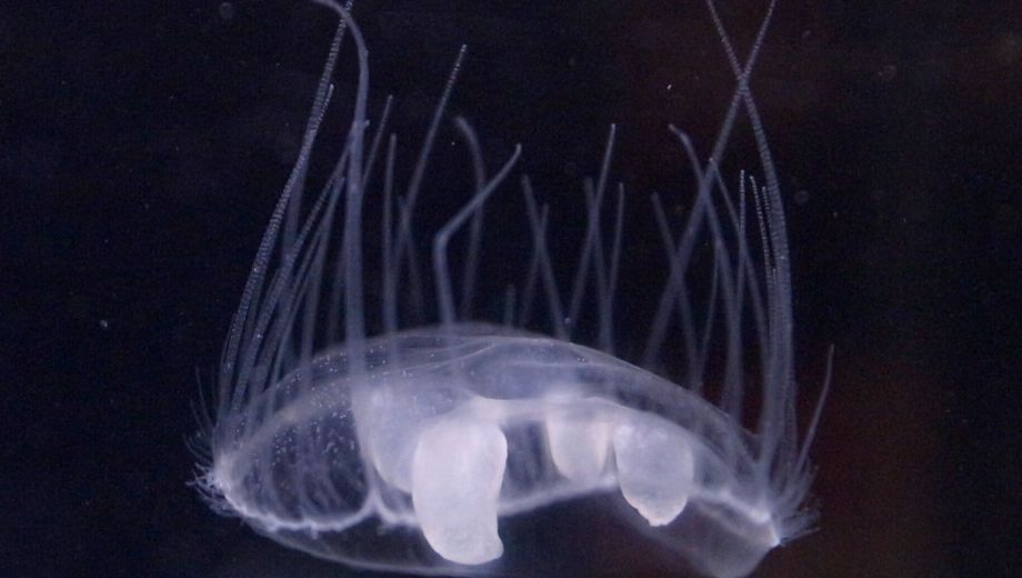 La medusa de agua dulce fue detectada por primera vez en los lagos Escondido y El
Trébol, en Río Negro