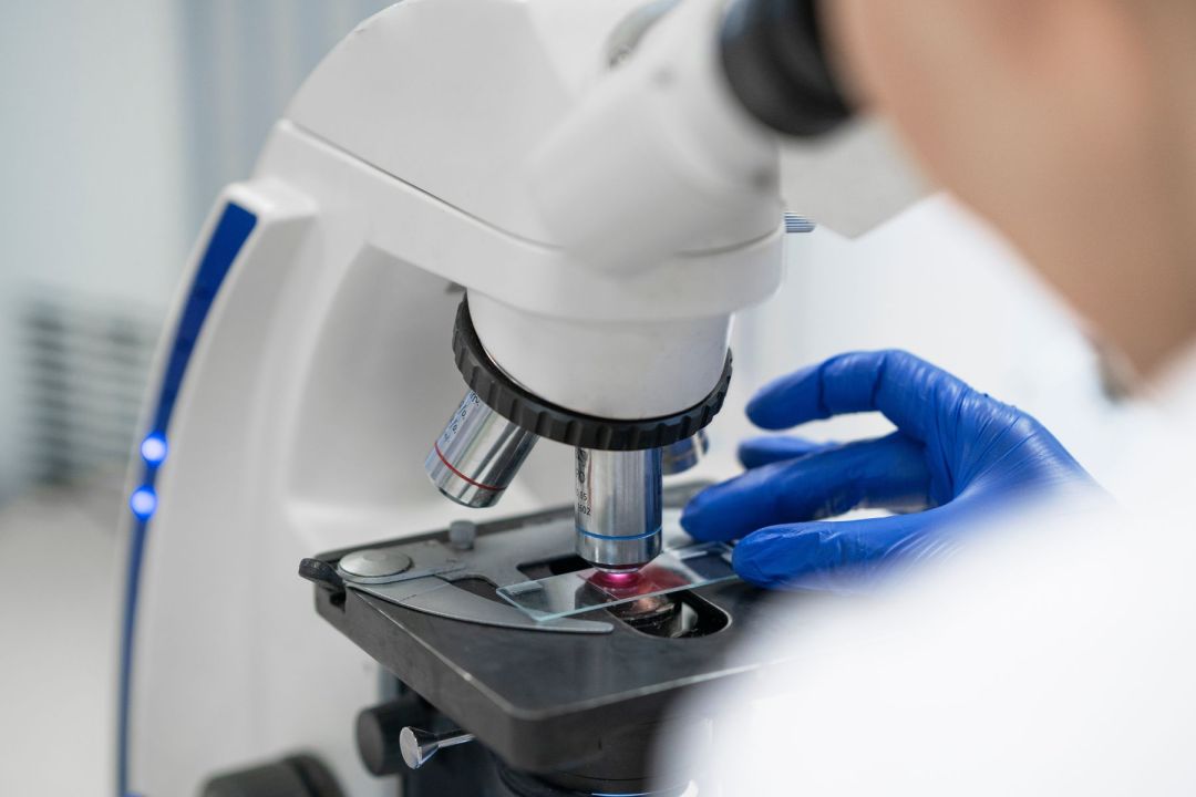 Una medusa de agua dulce logró adaptarse al frío y se estableció en lagos de la Patagonia norte