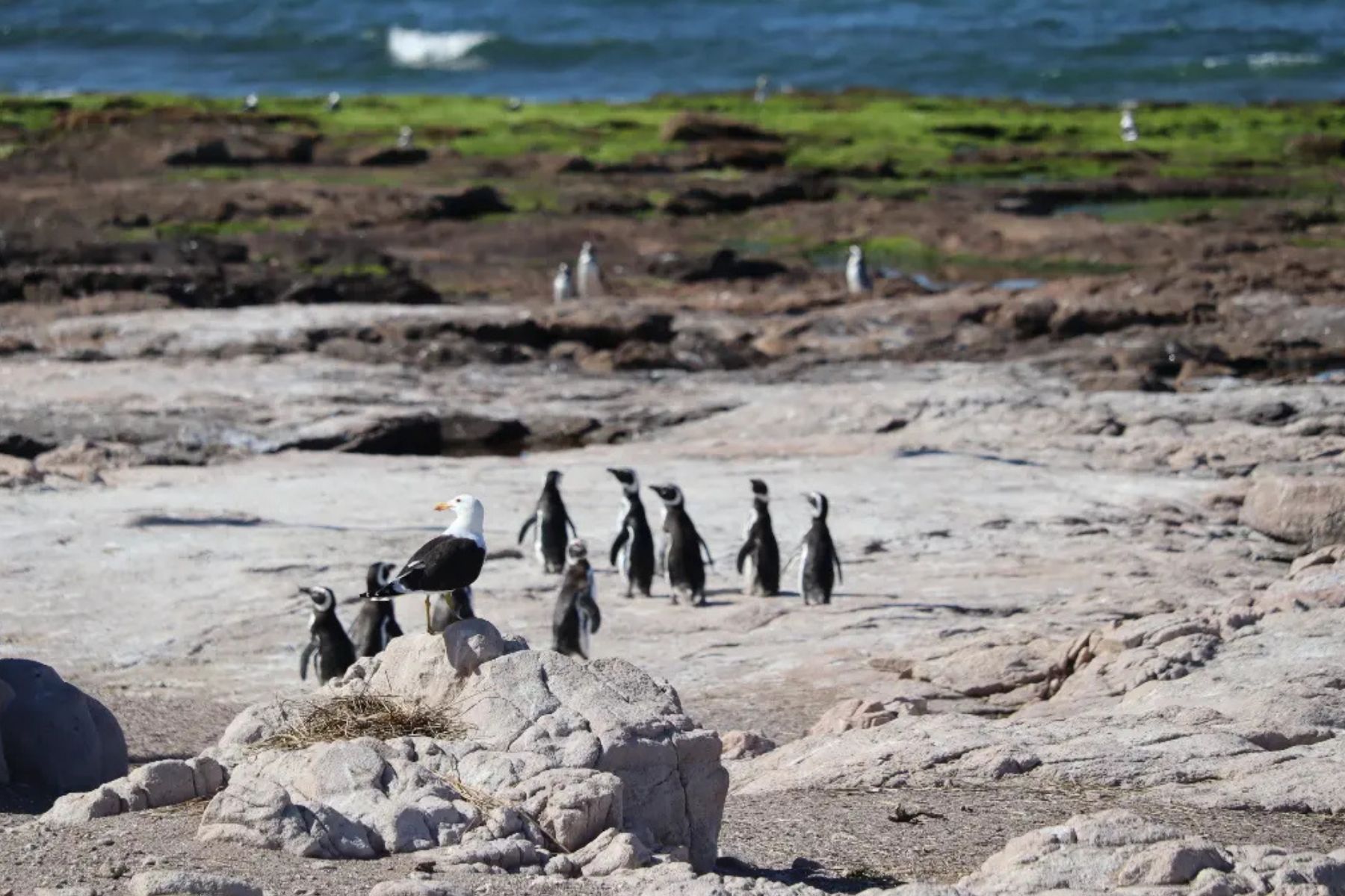 El pingüino de Magallanes aumenta su población en Río Negro