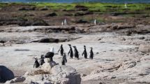 Imagen de El pingüino de Magallanes aumenta su población en Río Negro