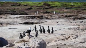 El pingüino de Magallanes aumenta su población en Río Negro