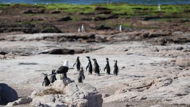 El pingüino de Magallanes aumenta su población en Río Negro