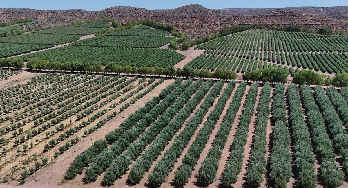Olivos desde el aire. El meticuloso manejo de olivicultura en la Patagonia se refleja en la perfecta geometría de las plantaciones de olivos, que se hacen lugar incluso en medio de Vaca Muerta. Foto: Florencia Salto.