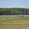 Imagen de 5.000 nuevas hectáreas bajo riego en Vaca Muerta: Neuquén busca aprovechar el agua que transporta la industria petrolera