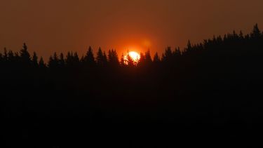 Incendios en la Patagonia: los pinos, una amenaza silenciosa