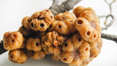 Una investigación sobre dos hongos endémicos de Patagonia se publicó en una revista internacional