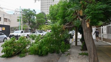 Lo que dejó el temporal: árboles caídos y anegamiento en Neuquén por pluviales tapados