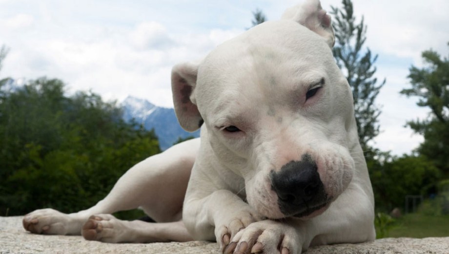 La Justicia avaló que un niño duerma en la casa de su padre pese a la presencia de un perro dogo.