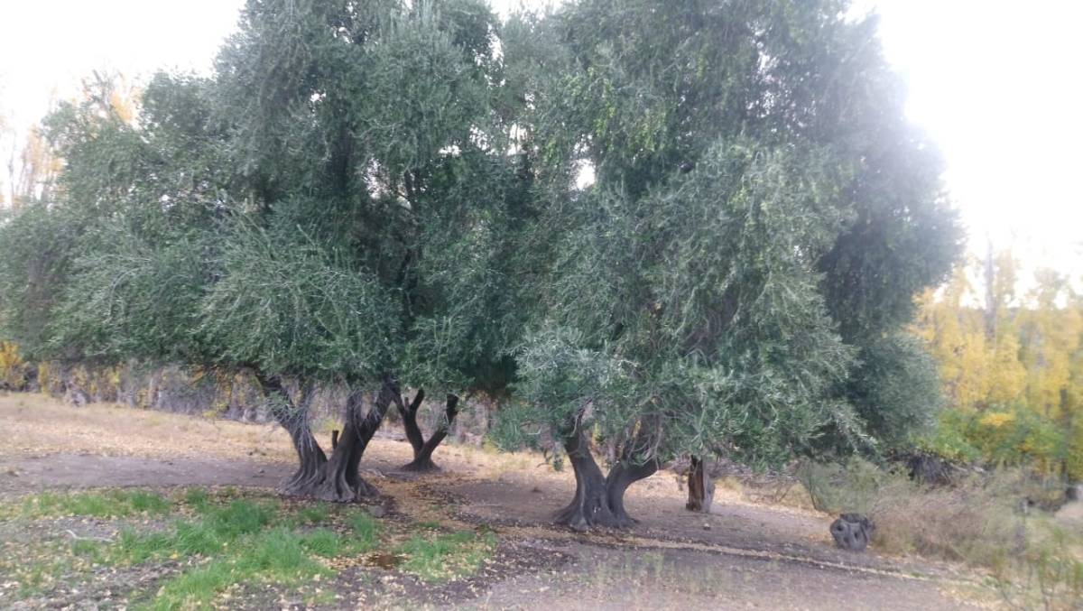 La Patagonia argentina se afirma entre las regiones líderes del mundo en aceite de oliva