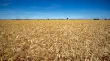 Imagen de La cosecha de trigo en Río Negro arrancó con 88 quintales por hectárea y alta calidad