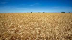 La cosecha de trigo en Río Negro arrancó con 88 quintales por hectárea y alta calidad