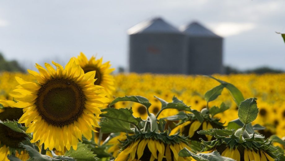 Girasol en Argentina.