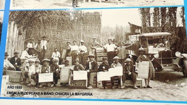 Tiempo de cosecha: un viaje a las “ramadas” bajo los sauces, para embalar directo en la chacra