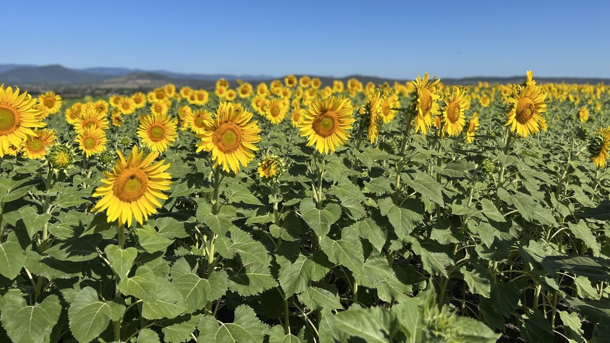 El girasol vuelve a ganar protagonismo: precios firmes y una ventana exportadora favorable para la campaña 2025/26