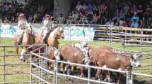 Imagen de Productores ganaderos bovinos de Neuquén podrán acceder a créditos para la adquisición de reproductores
