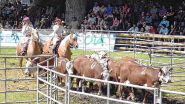 Productores ganaderos bovinos de Neuquén podrán acceder a créditos para la adquisición de reproductores