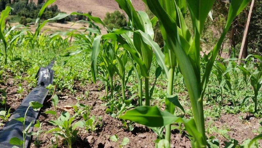 Ma&iacute;z de ciclo corto y m&aacute;s chivitos certificados: el norte neuquino busca romper su techo productivo