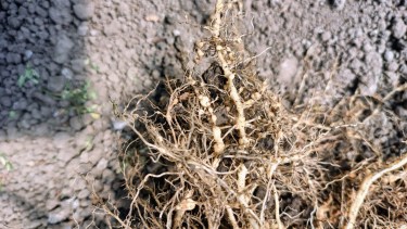 Nematodos: una amenaza silenciosa para los invernaderos del Valle Inferior