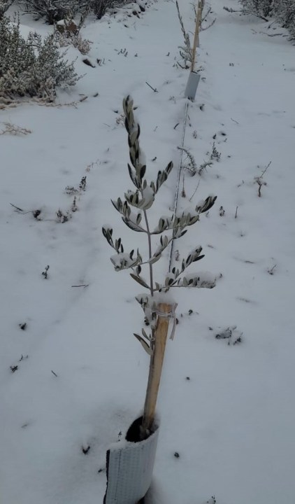 La Patagonia argentina se afirma entre las regiones líderes del mundo en aceite de oliva