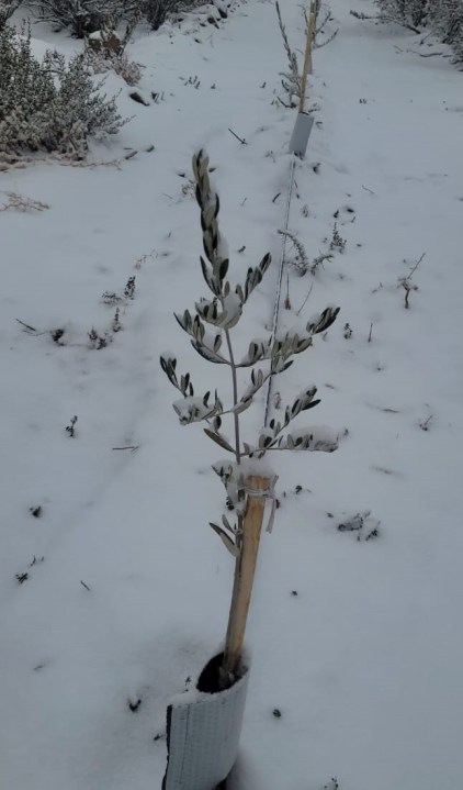 Está demostrado que el olivo prospera incluso en zonas con inviernos rigurosos. Foto: gentileza Víctor Tomaselli.