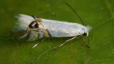 Alerta sanitaria en Río Negro tras la detección de la «polilla del álamo»: Nación activa controles en el Alto Valle