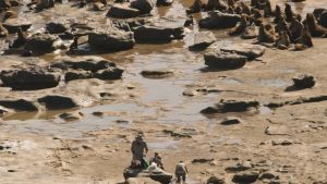 Ciencia al borde del mar: investigadores cuentan los lobos marinos de la costa de Río Negro