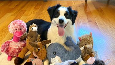 Escuchan y aprenden: perros superdotados con talento para las palabras