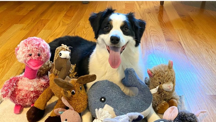 Asociar palabras con objetos nuevos solo escuchando a sus dueños hablar es una capacidad poco común en el mundo animal.. Foto AP.