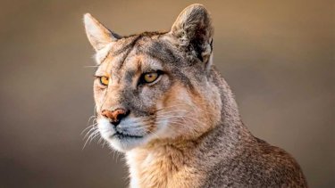 El adiós a Rupestre, la puma que reveló la vida salvaje de la Patagonia al mundo