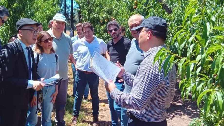 Técnicos de China recorrieron huertos, empaques y laboratorios del Senasa en cuatro provincias productoras. Foto: Gobierno de la Nación.