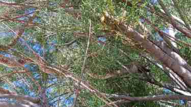 Dicen haber visto una serpiente de casi tres metros en Zapala: Defensa Civil no logró hallarla y pide precaución