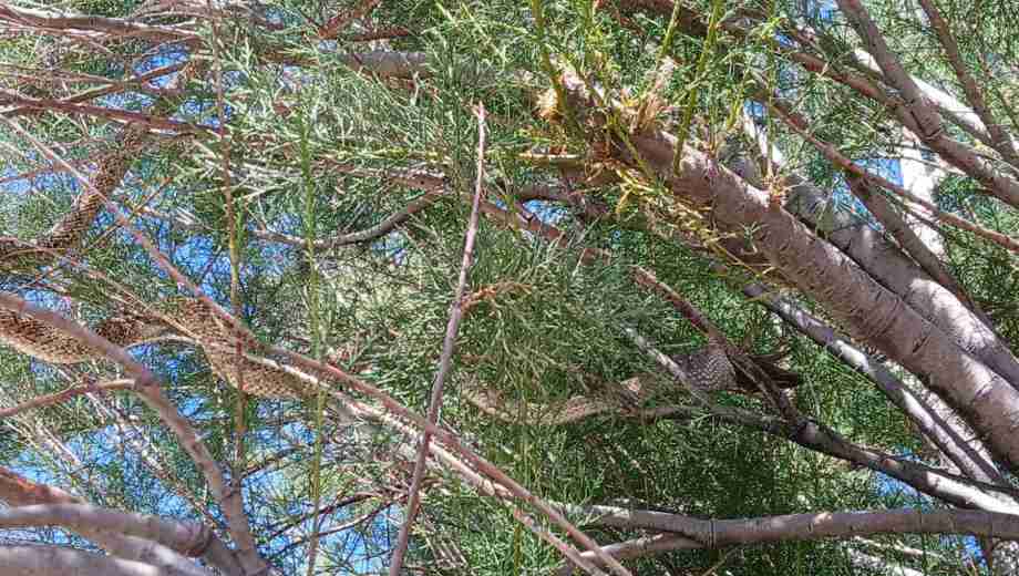 El animal no fue localizado, pero se reforzaron las recomendaciones a la comunidad. Imagen ilustrativa. 