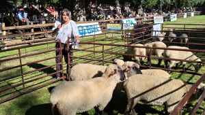 Cómo es el proyecto que busca potenciar la producción ovina de la raza Hampshire Down en la Patagonia
