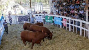 Pasó de jugar al básquet profesional en Italia a tener su propia cabaña ganadera en la Patagonia con genética de primer nivel