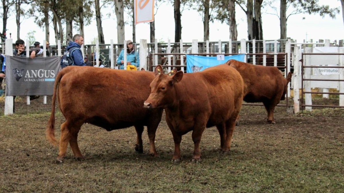 Del b&aacute;squet europeo al campo patag&oacute;nico: la apuesta ganadera de Federico Gilardi