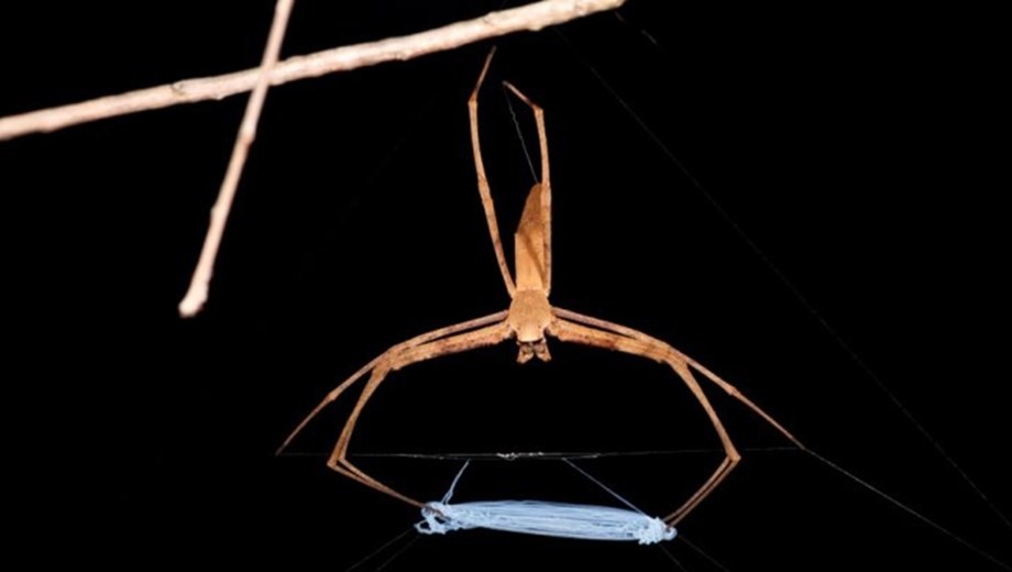 Una telaraña con propiedades excepcionales podría revolucionar el diseño de materiales. (Foto: Greg Anderson).