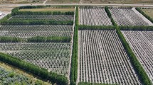 Imagen de El cultivo que seduce a empresas de Chile y proyecta una fuerte expansión en la Patagonia